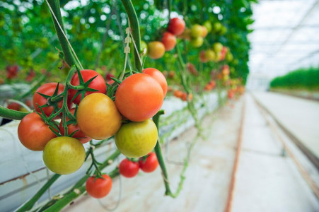 Урожай томатов станет больше в 3 раза: проверенное средство для увеличения плодоношения — опытные агрономы рекомендуют сделать это в июне