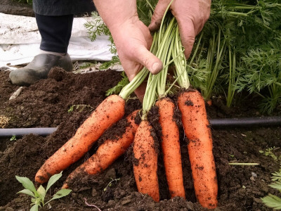 Морковь станет ровной, крупной и сладкой: корнеплоды нуждаются в этой подкормке уже в июне — даже раствор готовить не придётся