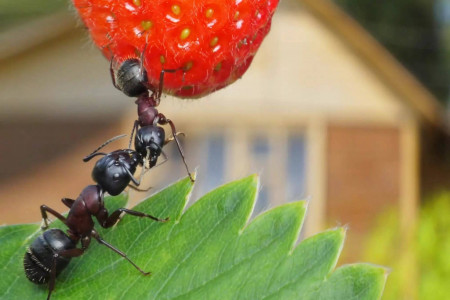 От муравьев остаются лишь пустые муравейники: этот «порошочек» дает фору соде с перцем — посыпали и изгнали насекомых
