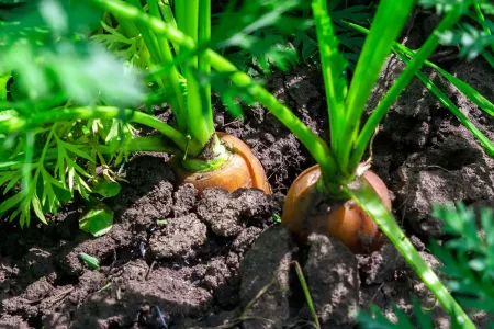 Морковная муха пролетит мимо грядки с морковью: опрысните растения простым раствором — совет профессионального агронома