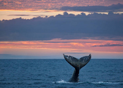 Для спасения застрявшего в сетях кита в Териберке создали специальную комиссию
