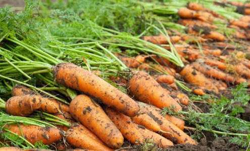 Соседи обзавидуются такому урожаю: ровную, крепкую и сладкую морковь получите после этой подкормки — нужно успеть до конца июня