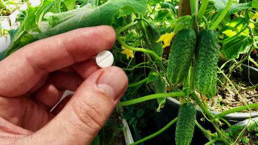 Таблетка на ведро — и огурцы с томатами завяжутся на всю мощь: поливаете раз в неделю — и собираете урожай без продыху