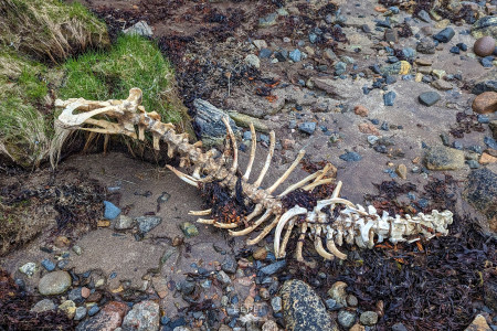 Жутковатые кадры: северянин нашёл на берегу Баренцева моря скелет большого животного