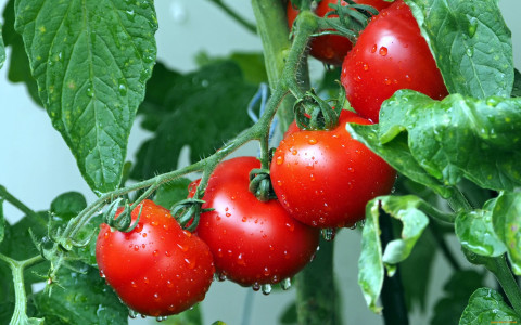 Ушлые дачники формируют кусты помидоров в теплице именно так: позже не знают, куда девать столько урожая — секретная методика