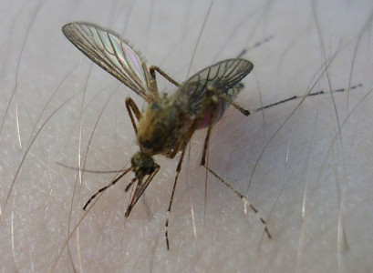 Смешиваю детский крем с этим ароматным порошком: получается суперзащита для тела от комаров и мошек — оголодавшие насекомые улетят искать добычу за 1000 километров