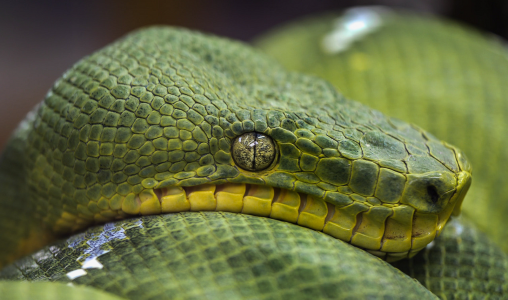 ЧП в Индонезии: пятиметровый питон проглотил многодетную мать целиком — женщину нашли в брюхе змеи