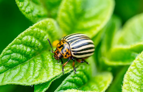 «Сбежит, сверкая пятками»: 5 способов очистить участок от колорадского жука — урожай будет под защитой