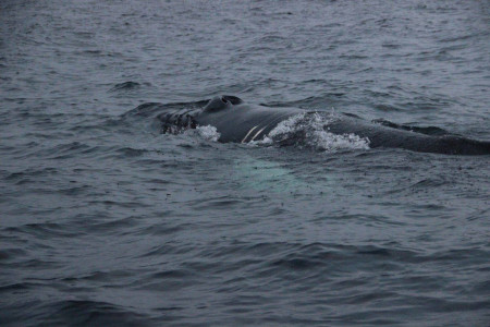 Спасать запутавшегося кита в Териберке приезжают волонтёры из Москвы и Сахалина