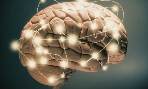 Ученые разгадали тайну человеческого мозга — вот как ему удается планировать и предугадывать события