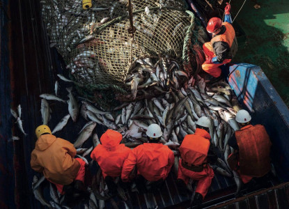 222 тысячи тонн рыбной продукции отправили на экспорт из Мурманской области