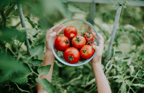 Удобрения для крупных и вкусных томатов: Агроном Давыдова рассказала, как выбрать нужное — азот, фосфор, калий или бор