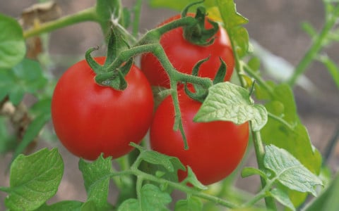 Ушлые дачники формируют низкорослые помидоры именно так: от этого зависит урожайность культуры — пора действовать уже сейчас