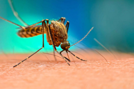 Ни один комар не залетит в комнату: поставьте это растение на подоконник — природный репеллент, которого боятся кровососы