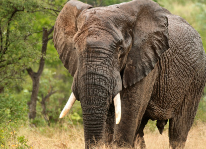 Мы — не единственные: ученые из США выяснили, что африканские слоны могут называть друг друга по имени