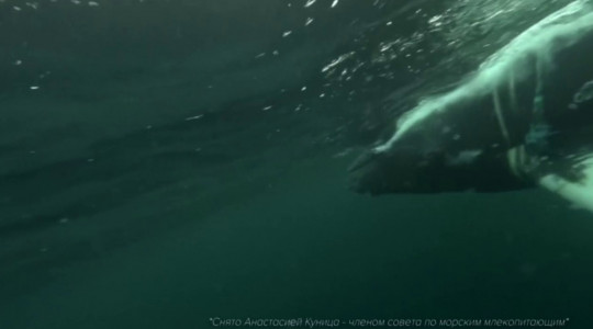 Запутавшегося в сетях кита нашли живым около Териберки — появились первые кадры