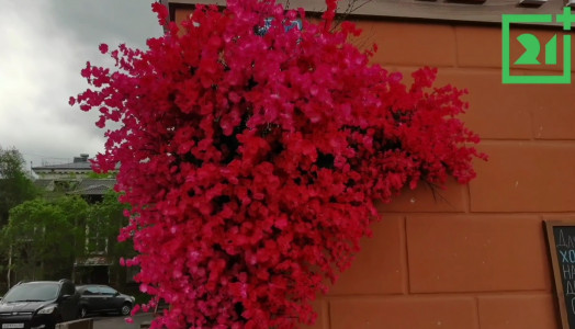 Красивые кадры: мурманчане засняли цветение сакуры в центре города