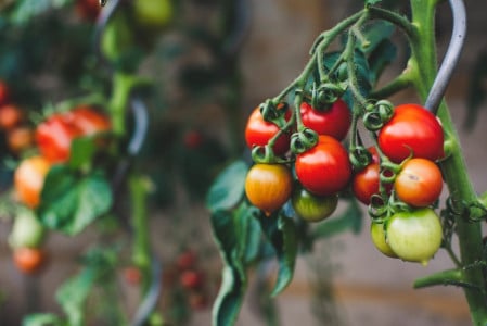 Удобрите ваши томаты, огурцы и перцы в июне этим дешёвым раствором: будете снимать нереальный урожай до поздней осени — и 600 кг с 3 кустов — не предел