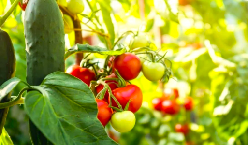 Не мусор, а витаминная бомба: Агроном Давыдова поделилась рецептом мощного дармового удобрения для огорода — огурцы, помидоры и перцы завалят урожаем