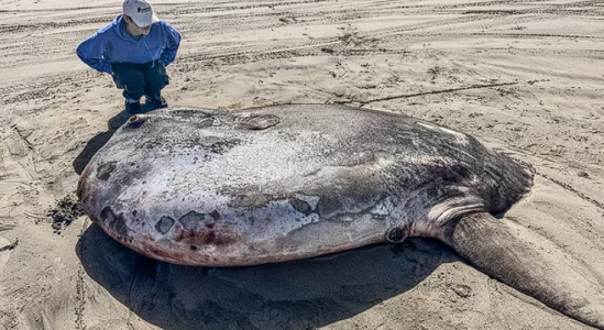 Крупнейший экземпляр: В США на берег выбросило 221-сантиметровое существо — идентифицировать удалось не сразу