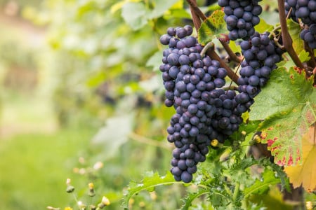 Вырастить виноград на даче проще простого: садоводы раскрыли его любимую подкормку — урожай будет на славу