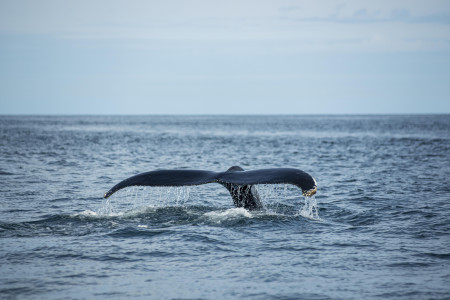 Сегодня в Мурманской области приступили к спасению кита