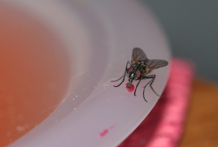 Мухи в страхе вылетят из дома: простое средство поможет спастись от надоедливых насекомых — и мухобойка не потребуется