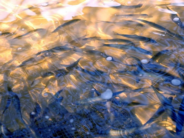 В Мурманской области продолжают восстанавливать популяцию лососевых