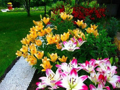 Обильное цветение лилий до конца лета обеспечено: добавляю в воду 2 средства и подкармливаю растение — совет агронома