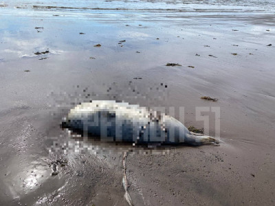 13 гниющих туш: на берегу Белого моря обнаружены обезглавленные тюленята