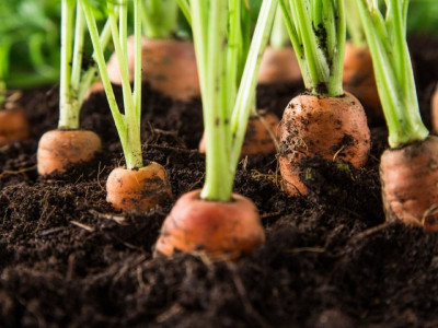 Не сорняк, а кладезь витаминов для огорода: Агроном Давыдова назвала лучшее удобрение для моркови — вырастет крупной и сладкой