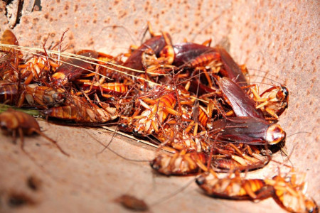 Тараканы гибнут тысячами: Просто угощаю их этими ароматными «вкусняшками» — ни один не устоит