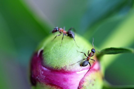 От муравьёв на пионах избавляюсь быстро: вокруг кустов раскладываю эти натуральные «сладости» — вредители гибнут моментально