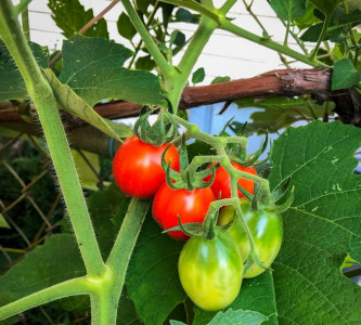 Защитите томаты ото всех бед: агроном рассказала, как и когда нужно подвязывать помидорные кусты — простые истины