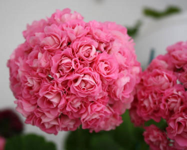 Стакан розовой водички, и любая герань — неутомимая «цветунья»: даже розебудные сорта выпускают по 15 цветоносов разом