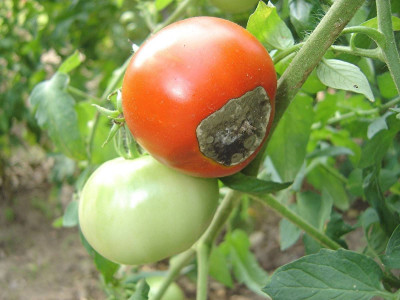 Никаких пятен фитофторы: Урожай помидоров спасёт средство из аптечки — всего 10 мл на большое ведро каждый июнь