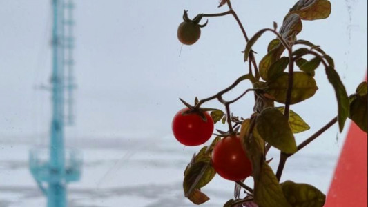 И в Арктике растут помидоры: на борту ледокола «Урал» получили первый урожай