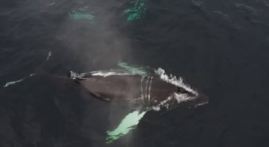 «Мать защищает»: на второй день спасательной операции под Териберкой приплыла мать Станислава и не дает людям выручить несчастного кита