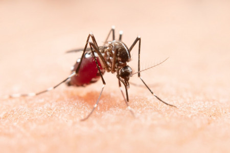 Работает как радар: Стало известно, как комары выбирают себе жертву для укуса