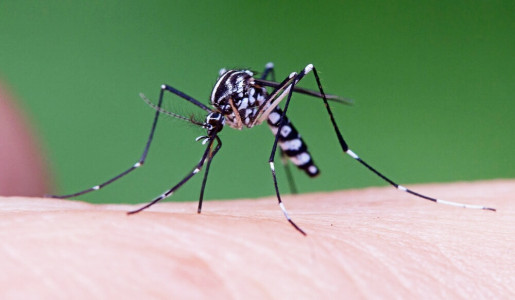 Распространяют лихорадку денге: из-за изменения климата появились новые комары — они намного опаснее обычных
