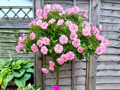 Непрерывное цветение и простой уход: Агроном Давыдова назвала основные достоинства штамбовой розы — лучший выбор для вашего сада