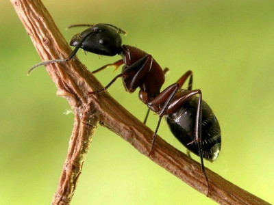 Крошу вечером на муравейник — и спокойно ложусь спать: утром муравьев и с огнем не сыщешь — пропадают без вести