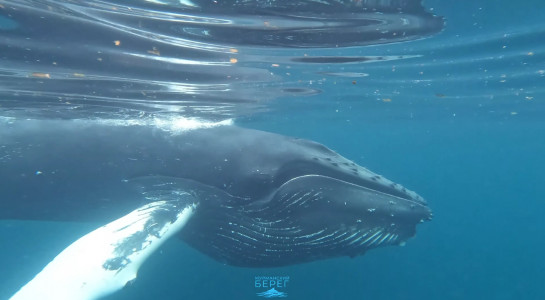 Бесконечно красиво: мурманский фотограф заснял кита на расстоянии вытянутой руки