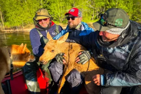 «Поехали на семгу, а поймали лося»: мурманские рыбаки спасли маленького лосёнка на реке