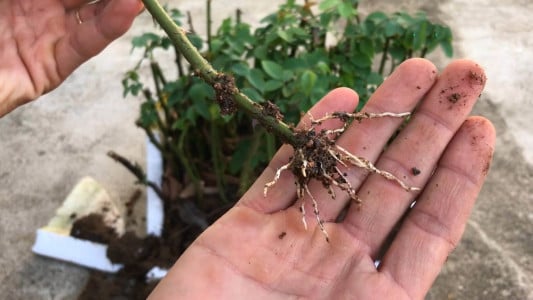 Неожиданный помощник в деле черенкования роз: корни пустит даже самая капризная — копеечный метод от известного агронома