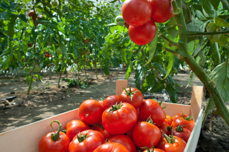 Всего две горсти — и помидоры меняются прямо на глазах: эта подкормка решает сразу все проблемы — урожайность станет запредельной
