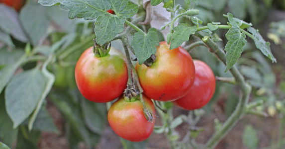 Помидоры красные и сочные: лью это удобрение под каждый куст и собираю богатый урожай на зависть соседям — агроном советует