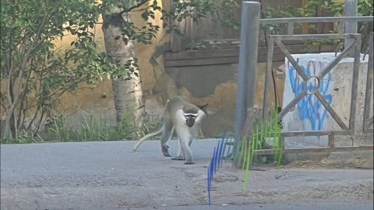 На улицах Мурманска была замечена обезьяна