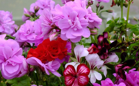 Беру труху и вношу под цветы: герани и спатифиллумы соревнуются в цветении круглый год — а «эликсира» полно на улице