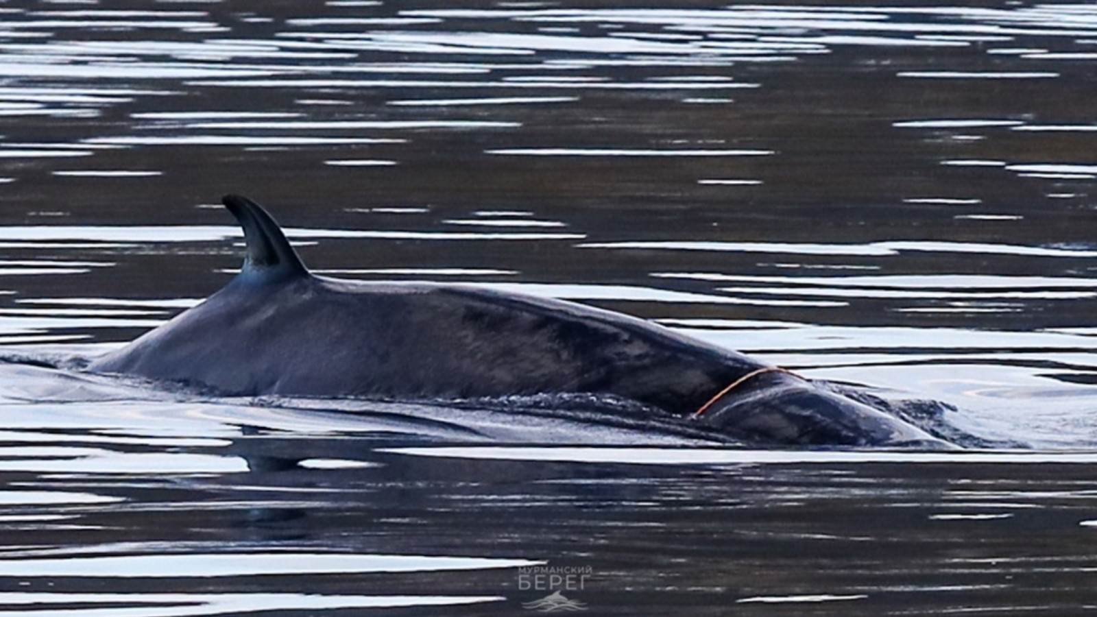 Собрат по несчастью: в Баренцевом море обнаружили еще одного пострадавшего горбатого кита
